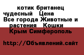 котик британец чудесный › Цена ­ 12 000 - Все города Животные и растения » Кошки   . Крым,Симферополь